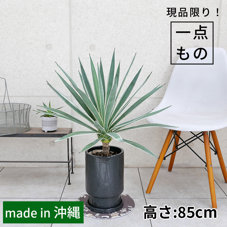 アガベ・ハクセンコウ-001（幹立ち）　陶器鉢植え・M（フロウ/トール）