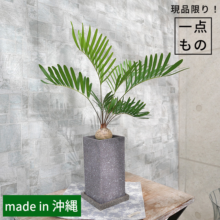 【希少種】ザミア・フロリダ―ナ　陶器鉢植え