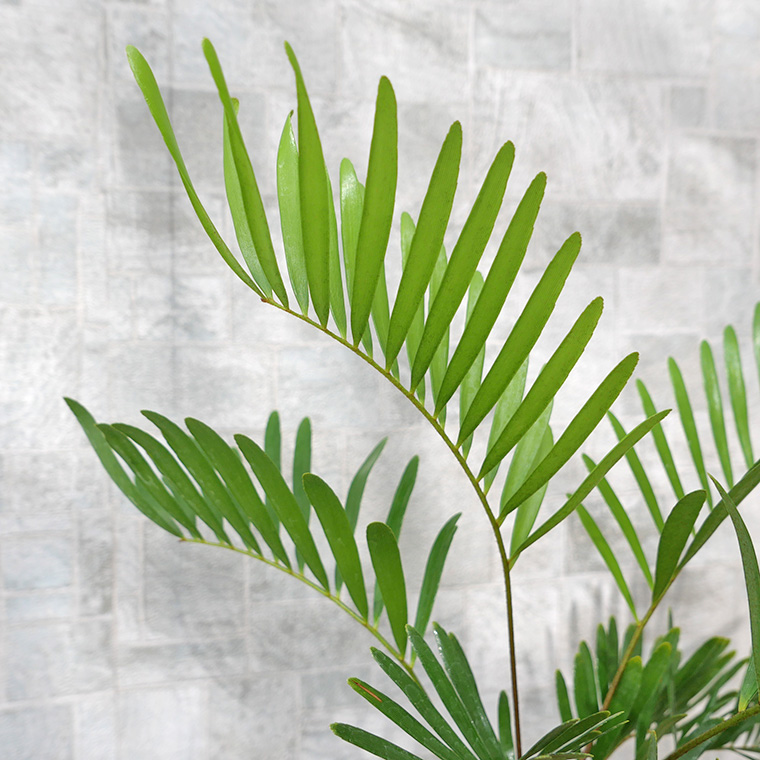 【希少種】ザミア・フロリダ―ナ　陶器鉢植え