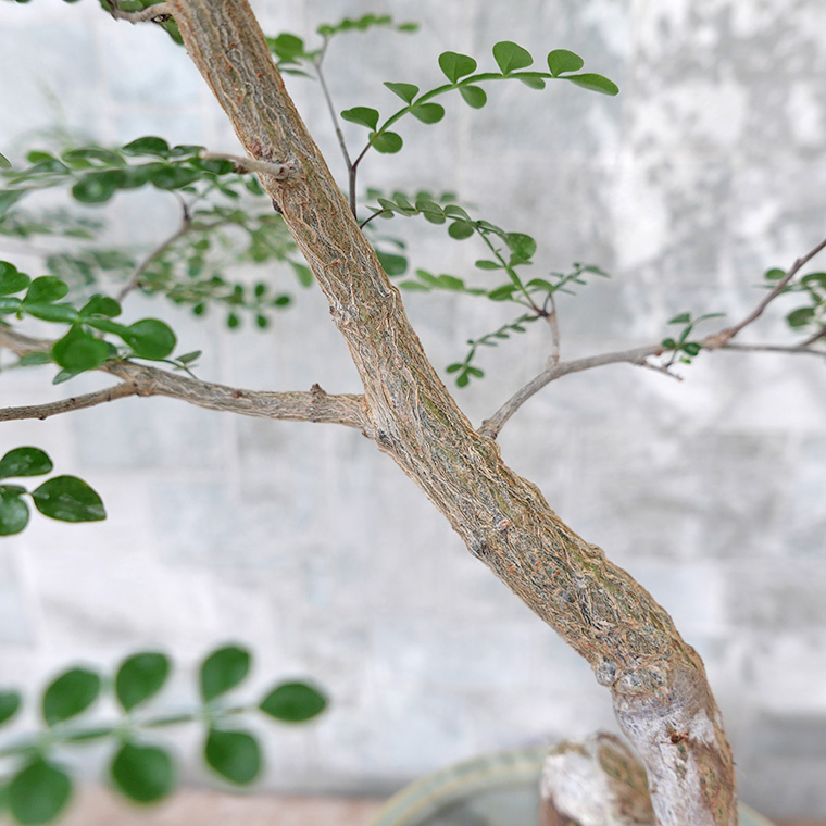 オペルクリカリア・デカリー-001　陶器鉢植え（スポール・M）