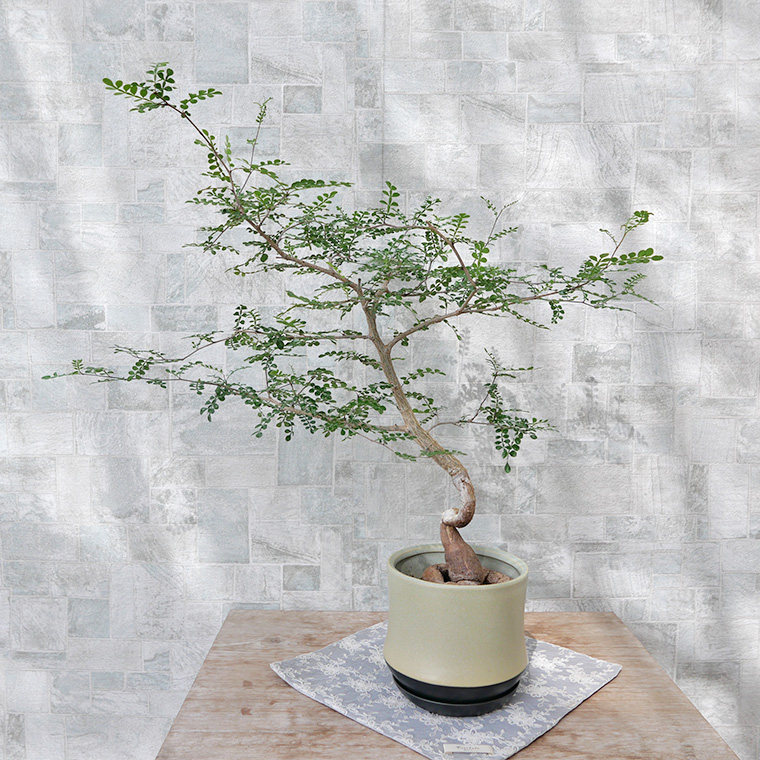 オペルクリカリア・デカリー-001　陶器鉢植え（スポール・M）