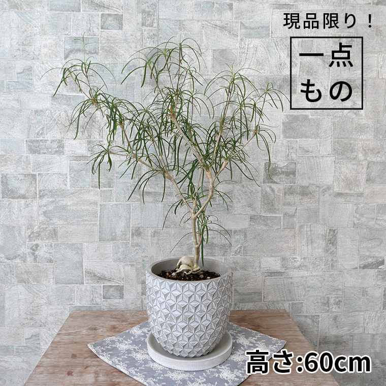 ユーフォルビア・ヘディオトイデス-001　陶器鉢植え（ポマル/アサノハ）