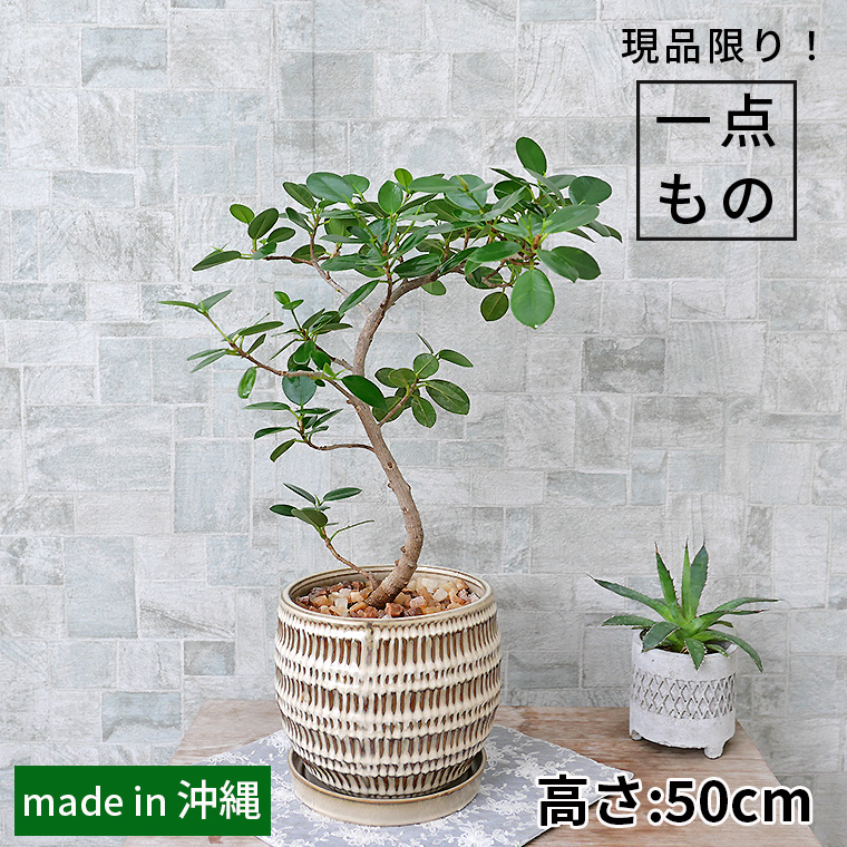 パンダガジュマル-045　陶器鉢植え（クラッツ・シノ）