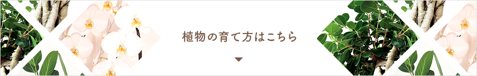 植物の育て方はこちら