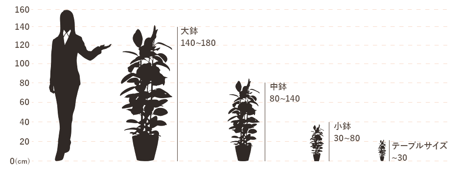 大きさ目安