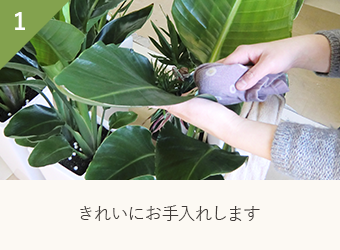 きれいにお手入れします