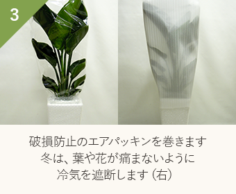 破損防止のエアパッキンを巻きます　冬は、葉や花が痛まないように冷気を遮断します（右）
