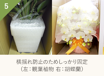 横揺れ防止のためしっかり固定（左：観葉植物 右：胡蝶蘭）