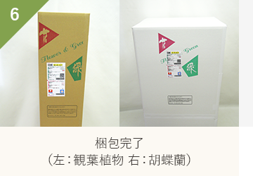 梱包完了（左：観葉植物 右：胡蝶蘭）