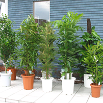 常時、100種類以上の品揃えの観葉植物