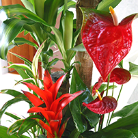 贈り物に人気の華やかな寄せ植え