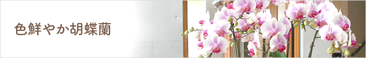 色鮮やか胡蝶蘭