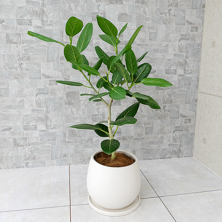 フィカス・ベンガレンシス 陶器鉢植え(マットシリーズ/ムーン)