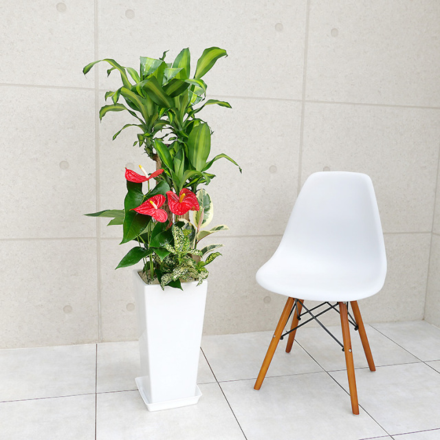 ドラセナマッサン(幸福の木)の寄せ植え 陶器鉢植え・Lサイズ