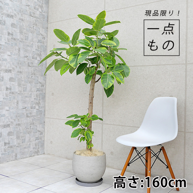フィカス・アルテシーマ-023 ファイバーセメント製鉢植え