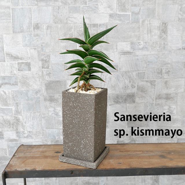 サンスベリア・キスマヨ　陶器鉢植え
