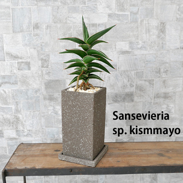 サンスベリア・キスマヨ 陶器鉢植え
