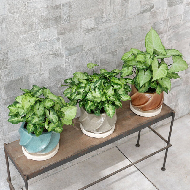 シンゴニウム・ピクシー 陶器鉢植え・Sサイズ(イリー)