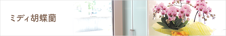 ミディ胡蝶蘭