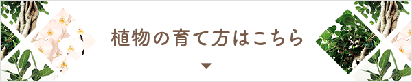 植物の育て方はこちら