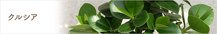 クルシア