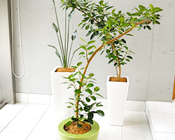 スーパーアレカヤシ 7号鉢 観葉植物と植木鉢の専門店cocolate