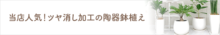 当店人気！ツヤ消し加工の陶器鉢植え